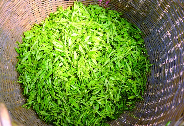 龙井是什么茶_西湖龙井属于什么茶