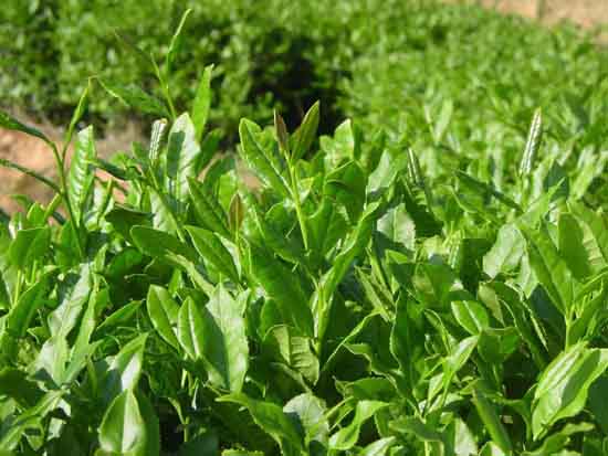 茶叶保护牙齿的功效