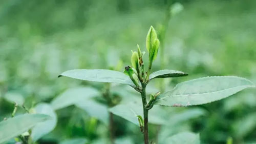 绿茶越嫩越好吗，要喝就喝明前茶？