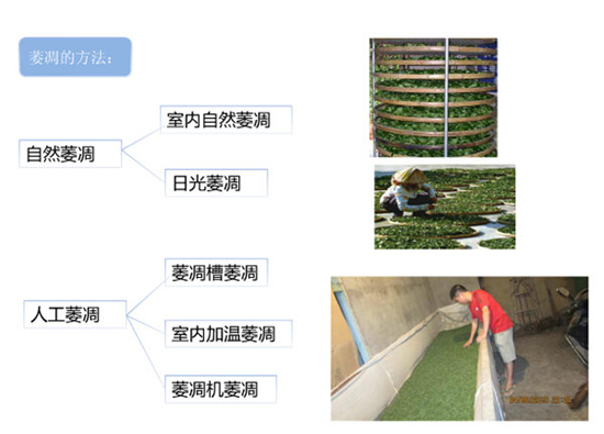 滇红茶的制作工艺--萎凋方法