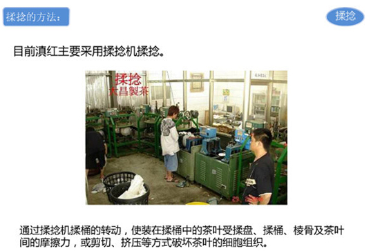 滇红茶的制作工艺--揉捻的方法