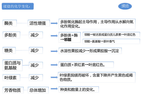 滇红茶的制作工艺--揉捻的问题