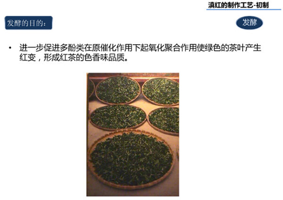 滇红茶的制作工艺-发酵的方法