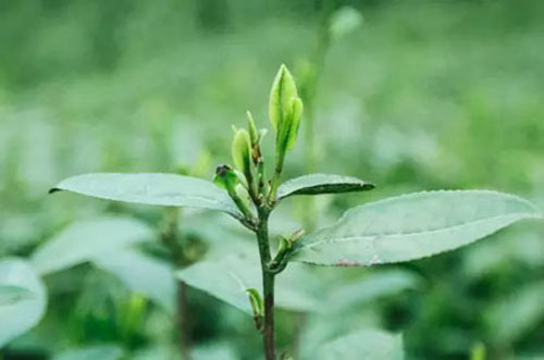 茶叶农残检测－茶叶农药检测－茶叶农残伤害