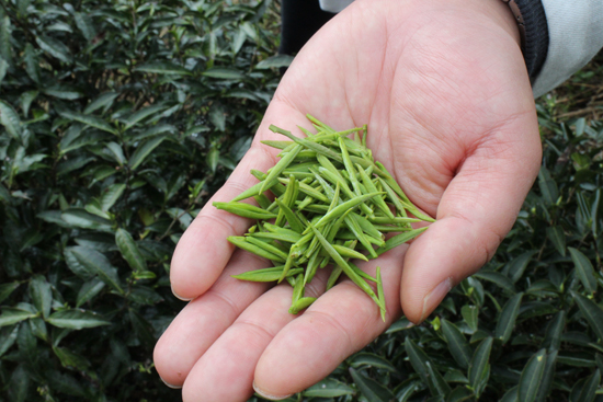 养生抗衰老效果最好的茶叶绿茶